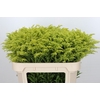 Solidago Tara Gold