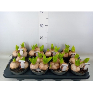 Hyacinthus orie. 'Pearl White'