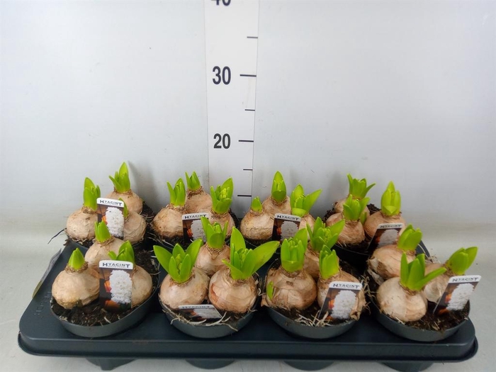 <h4>Hyacinthus orie. 'Pearl White'</h4>