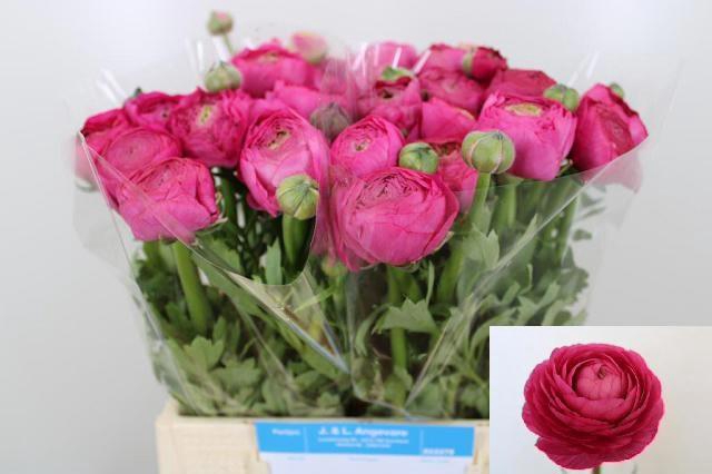 <h4>RAN AAZUR DEEP ROSE</h4>