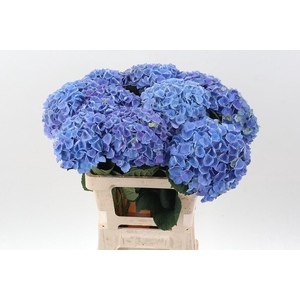 Hydr M Mag Opal Milka