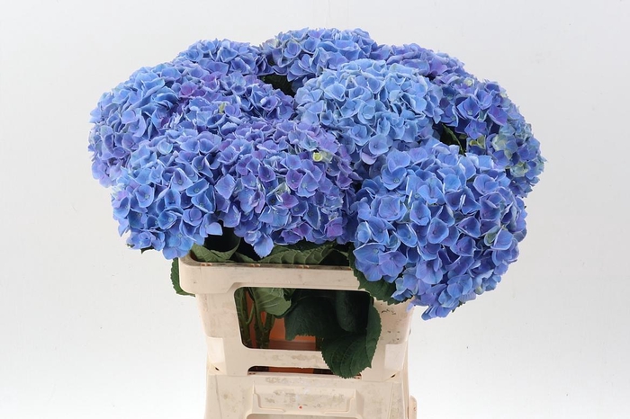 <h4>Hydr M Mag Opal Milka</h4>