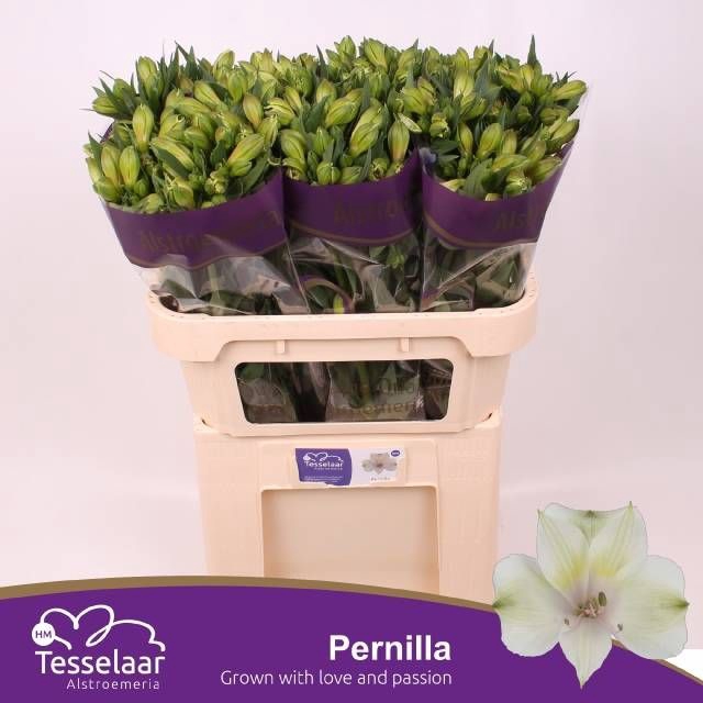 <h4>ALSTR PERNILLA</h4>