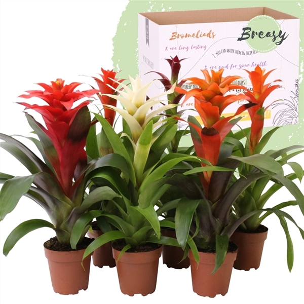 <h4>Guzmania Classic - 12cm | Mimesis</h4>