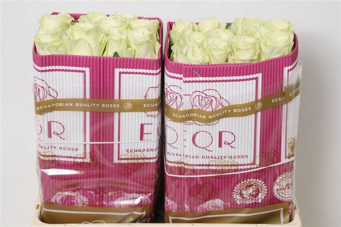 <h4>R Eq Mondial</h4>