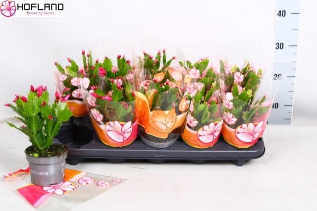 <h4>SCHLUMB GEM 3 KL</h4>