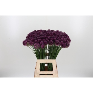 Allium Sphaerocephal (kogel)