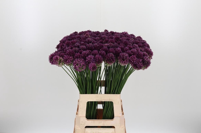 <h4>Allium Sphaerocephal (kogel)</h4>