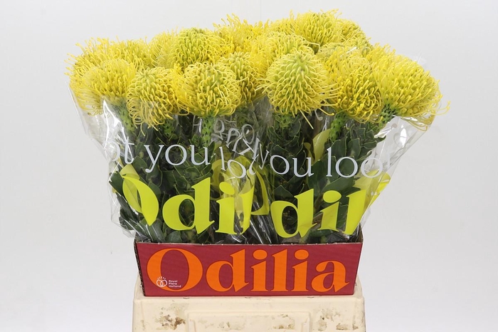 <h4>Nutans Ayoba Gold</h4>