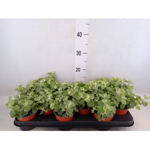 Helichrysum petiolare