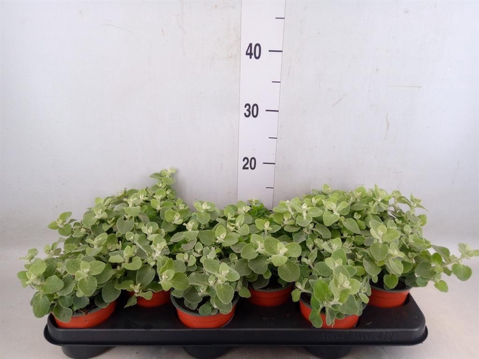 <h4>Helichrysum petiolare</h4>