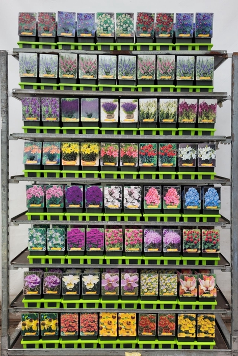 Vaste planten mixkar