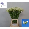 Agapanthus Volendam