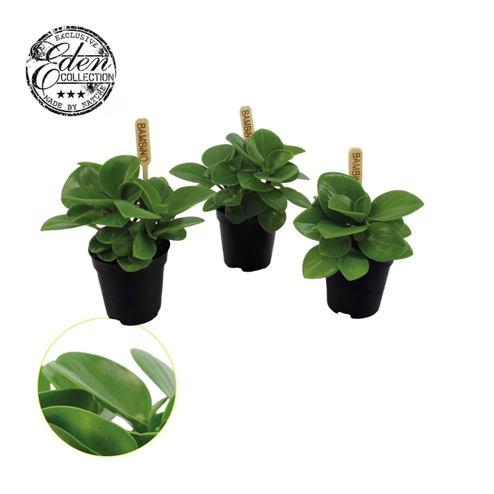 <h4>Peperomia obt. 'Green Gold'</h4>