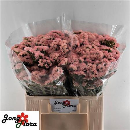<h4>Lim S Peach Wings</h4>