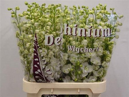 <h4>Delph Du Dew White Smile</h4>