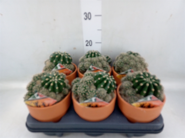 <h4>Cactus   ...</h4>