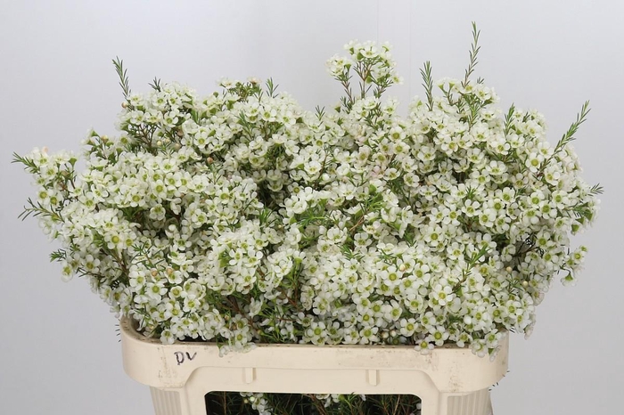 <h4>Chamelaucium Ivory Pearl</h4>