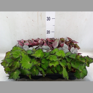 Begonia BD rex