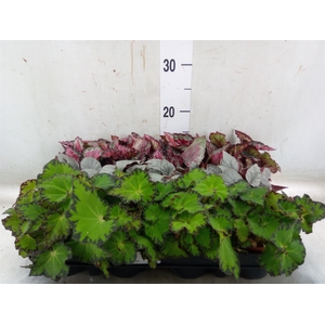 Begonia BD rex