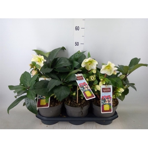 Helleborus   ...