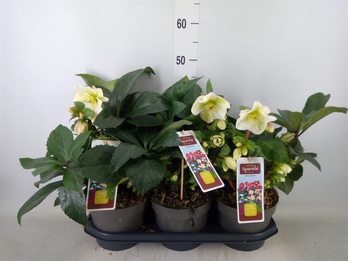 <h4>Helleborus   ...</h4>
