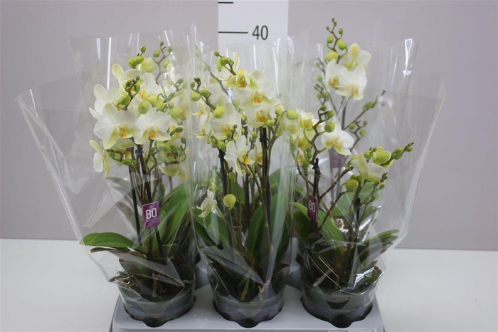 <h4>Phal Multifl Wit 2 Tak</h4>