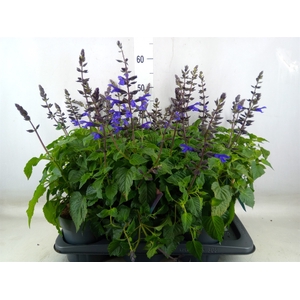 Salvia  'Salgoon Lake Blueberry'