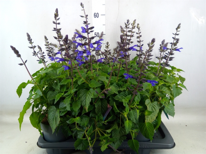 <h4>Salvia  'Salgoon Lake Blueberry'</h4>