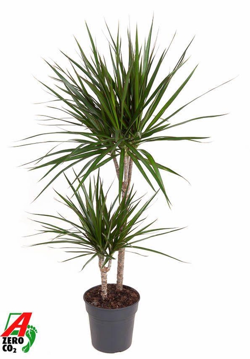 <h4>Dracaena Marginata 45-15</h4>