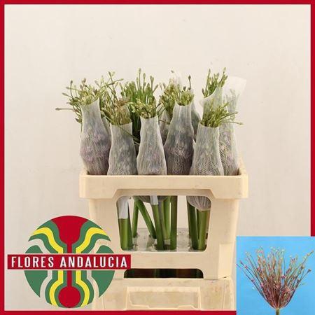 <h4>Allium Schubertii</h4>