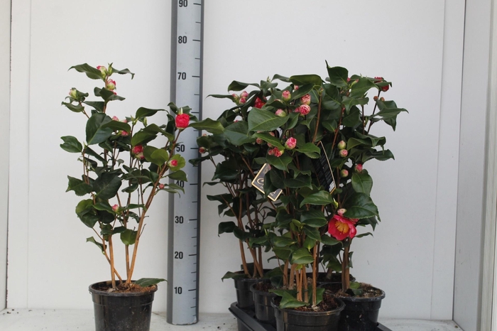 <h4>CAME J DR KING</h4>