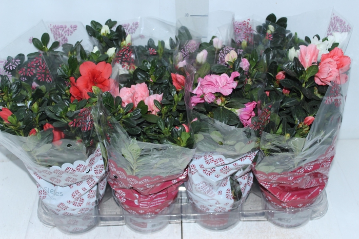 <h4>AZALEIA P14</h4>