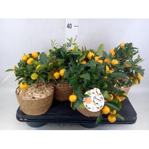 Arr.   Tuinplanten H%