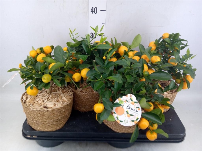 <h4>Arr.   Tuinplanten H%</h4>