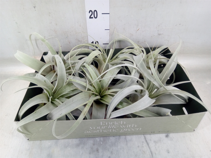 <h4>Tillandsia xerographica</h4>