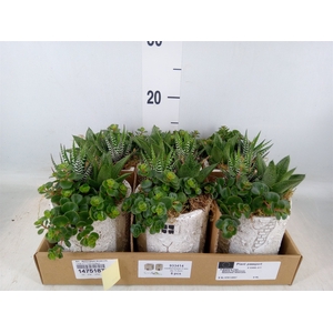 Arr.   Kamerplant Groen L%