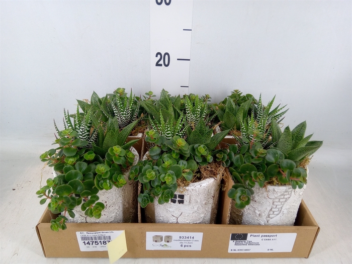 <h4>Arr.   Kamerplant Groen L%</h4>