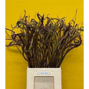 Salix Sekka Bandwilg