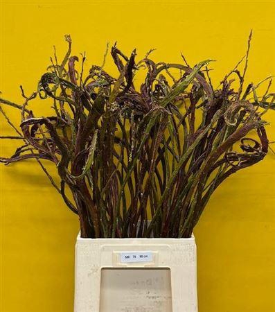 <h4>Salix Sekka Bandwilg</h4>