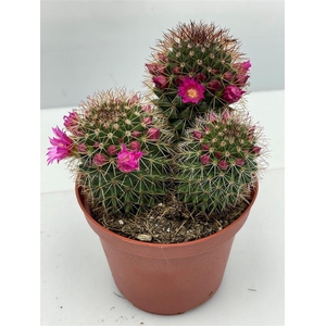Cactus bloeiend