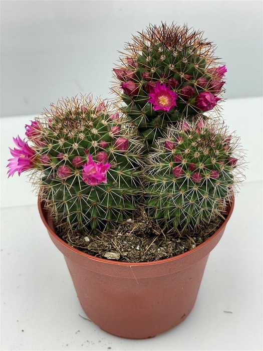 <h4>Cactus bloeiend</h4>