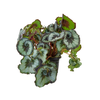 BEGONIA REX P17 CARACOL