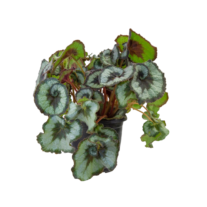 BEGONIA REX P17 CARACOL