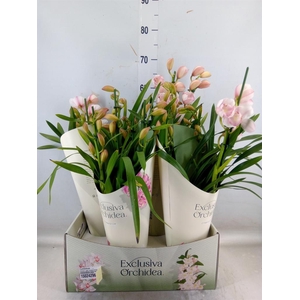 Cymbidium   ...