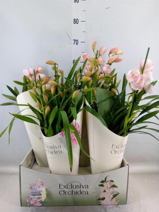 <h4>Cymbidium   ...</h4>