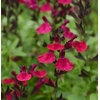 Salvia overig