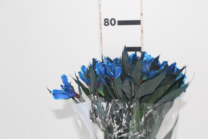 <h4>ALSTROEMERIA TINGIDA 080 CM AZUL</h4>