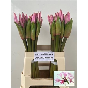 Amarcrinum 60