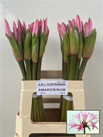 <h4>Amarcrinum 60</h4>